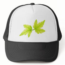 Maple Leaves hats