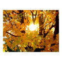 Maple Leaves in Fall posters
