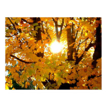 Maple Leaves in Fall posters by almedic104 Maple Leaves in Fall posters