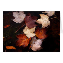 Maple leaves in pond cards by viviculture Maple leaves in pond cards