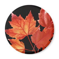 Maple Leaves magnets