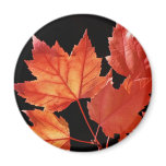 Maple Leaves Fridge Magnet