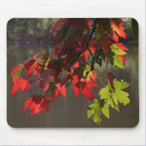 Maple Leaves mousepads
