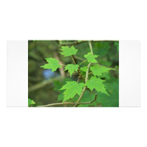 Maple Leaves photo cards