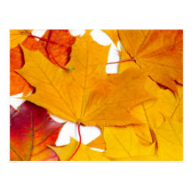 Maple leaves post card