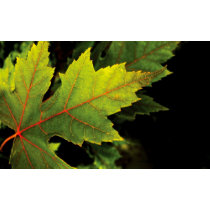 Maple leaves
