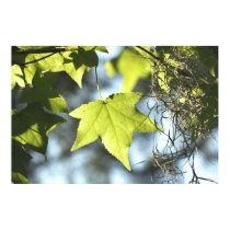 Maple Leaves Poster posters by cherylarogers Maple Leaves Poster posters
