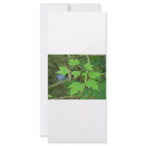 Maple Leaves rack cards by InnerWisdomHealing Maple Leaves rack cards