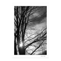 Maple Sky 1 posters by bohtieque Maple Sky 1 posters