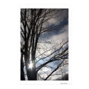 Maple Sky posters by bohtieque Maple Sky posters