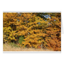 Maple Splendor Card