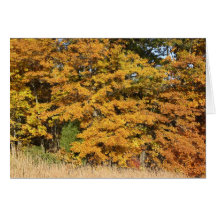 Maple Splendor Cards