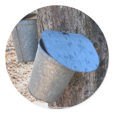 maple syrup sap buckets nature