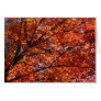Maple Tree Greeting Card