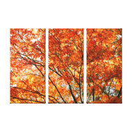 Maple tree foliage wrappedcanvas