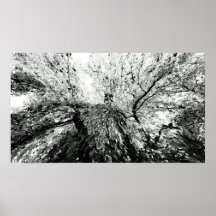 Maple Tree Inkblot Photograph Posters