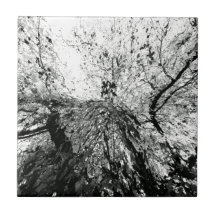 Maple Tree Inkblot Photograph Tile