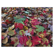 Maple tree leaves on ground in O'Dell Park, New Br Custom Flyer