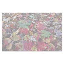Maple tree leaves on ground in O'Dell Park, New Br Customized Stationery