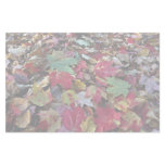 Maple tree leaves on ground in O'Dell Park, New Br Customized Stationery