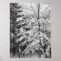 Maple Tree Outlined In Snow