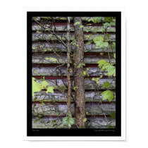 Maple tree posters by jsweevil Maple tree posters