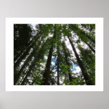 Maple Trees and Douglas Firs Poster