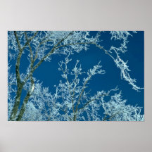 Maple trees covered with hoar-frost posters