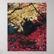 Maple trees in autumn color posters