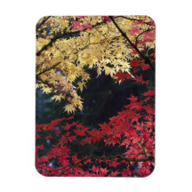 Maple trees in autumn color rectangle magnet