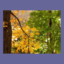 Maples posters