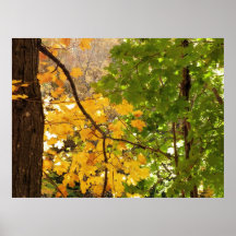 Maples Poster