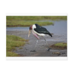 Marabou Stork Postcard