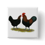 Marans Black Copper buttons