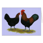 Marans Black Copper cards