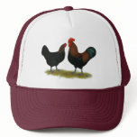 Marans Black Copper hats