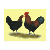 Marans Black Copper Post Card