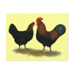 Marans Black Copper Post Card