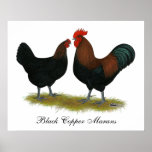Marans Black Copper posters