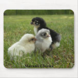 Marans Chicks mousepads