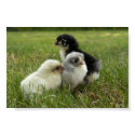 Marans Chicks posters by wjeane Marans Chicks posters