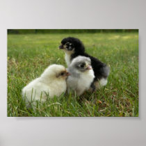 Marans Chicks Print