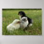 Marans Chicks Print
