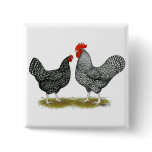 Marans:  Cuckoo Pair buttons