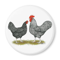 Marans:  Cuckoo Pair Magnet