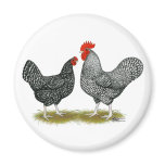Marans:  Cuckoo Pair magnets