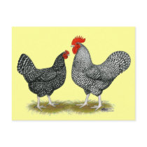 Marans:  Cuckoo Pair Postcard