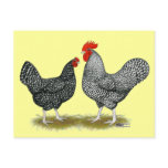 Marans:  Cuckoo Pair Postcard