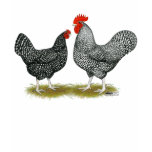 Marans:  Cuckoo Pair t-shirts