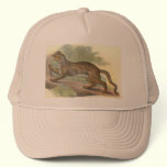 Marbled Cat, Felis marmorata hats